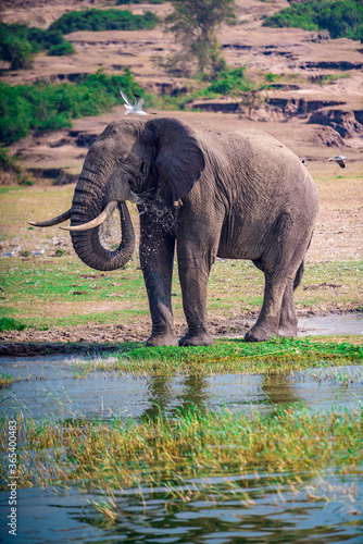 Photography elephant