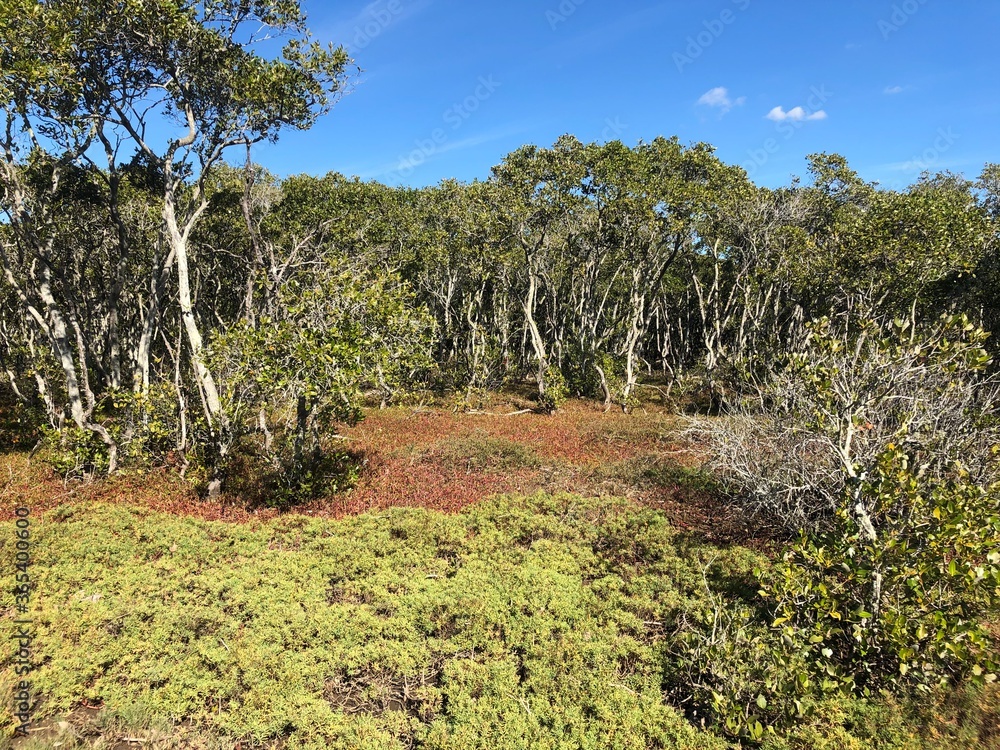 Fototapeta premium Green forest and blue sky. Brisbane, Australia