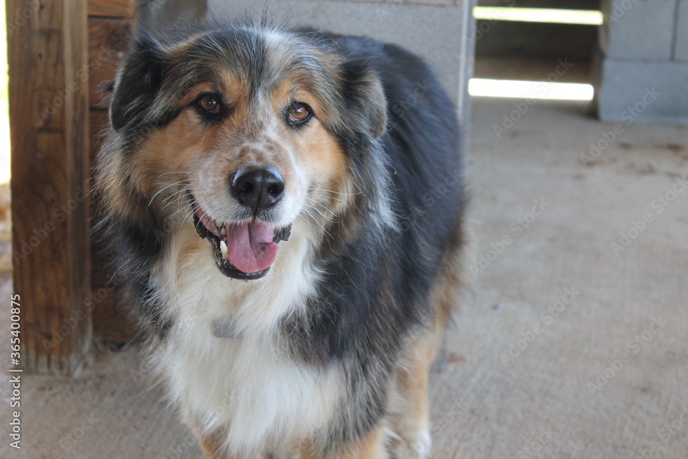 Australian shepherd dog smiling Australian shepherd dog smiling