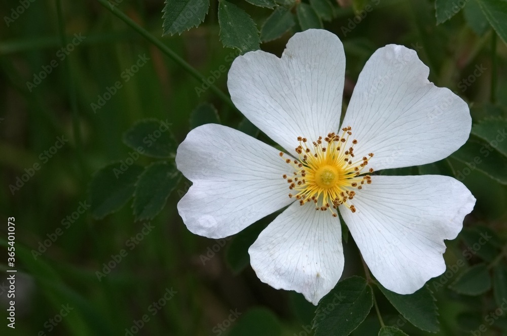 wild flower, white petals, green background wild flower, white petals, green background