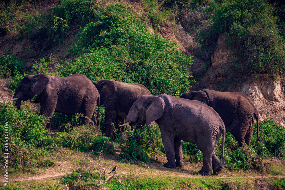 Fototapeta premium elephant
