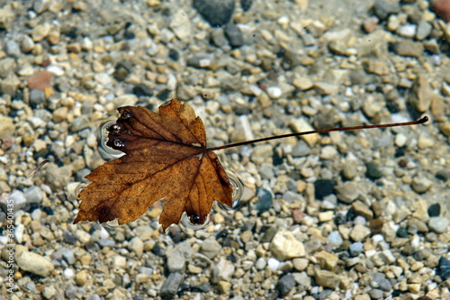 old leaf on clear water