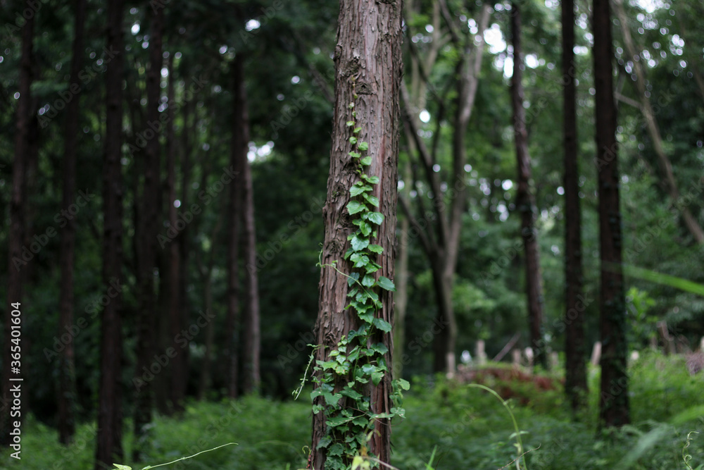 植物 植物