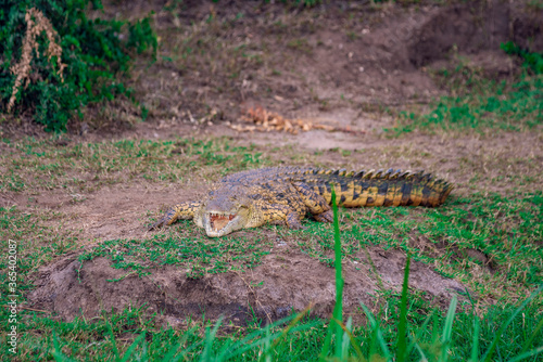 crocodile © Charles