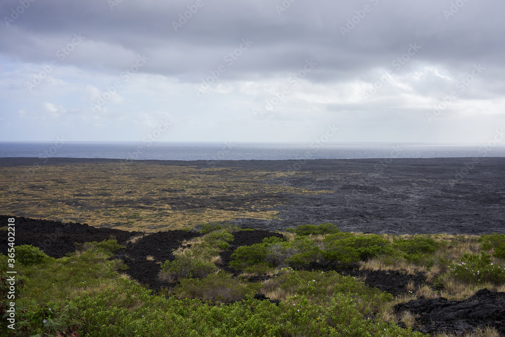 New vegetation on the coastal lava field on the Big Island in Hawaii. Island ecosystem transformation via lava.