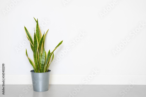 Snake plant in pot decor in living room with copy space