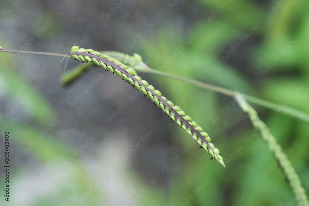 Indian goosegrass is a Poaceae weed.