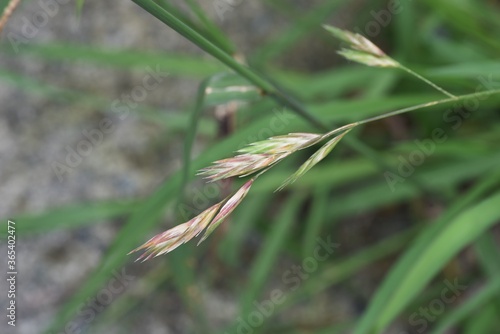 Indian goosegrass is a Poaceae weed.