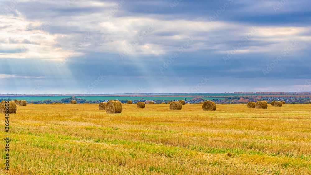 Picturesque autumn landscape with beveled field and straw bales in cloudy day. Beautiful agriculture background, wonderful nature, rustic life concept. Panoramic view
