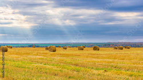 Picturesque autumn landscape with beveled field and straw bales in cloudy day. Beautiful agriculture background, wonderful nature, rustic life concept. Panoramic view