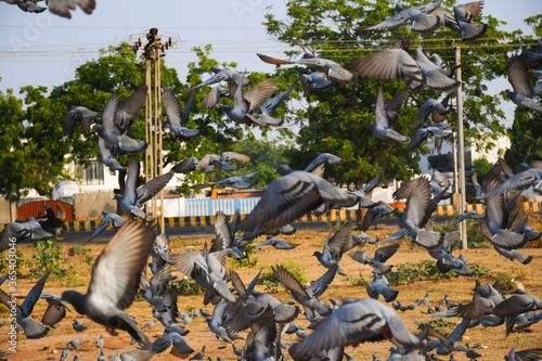 Domestic pigeons / feral pigeon (Gujarat - India) flock in flight against blue sky © Sagar Rajgor