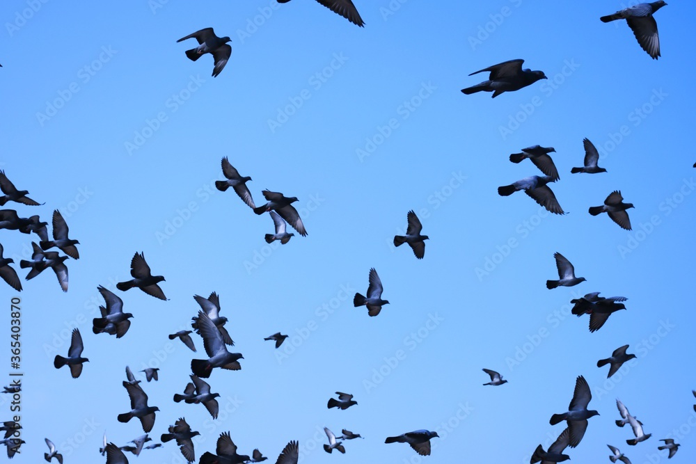 Domestic pigeons / feral pigeon (Gujarat - India) flock in flight against blue sky Domestic pigeons / feral pigeon (Gujarat - India) flock in flight against blue sky