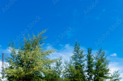 Pine tree with blue sky background.