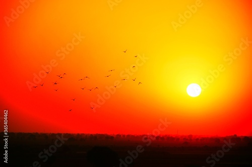 Domestic pigeons / feral pigeon (Gujarat - India) flock in flight against blue sky © Sagar Rajgor