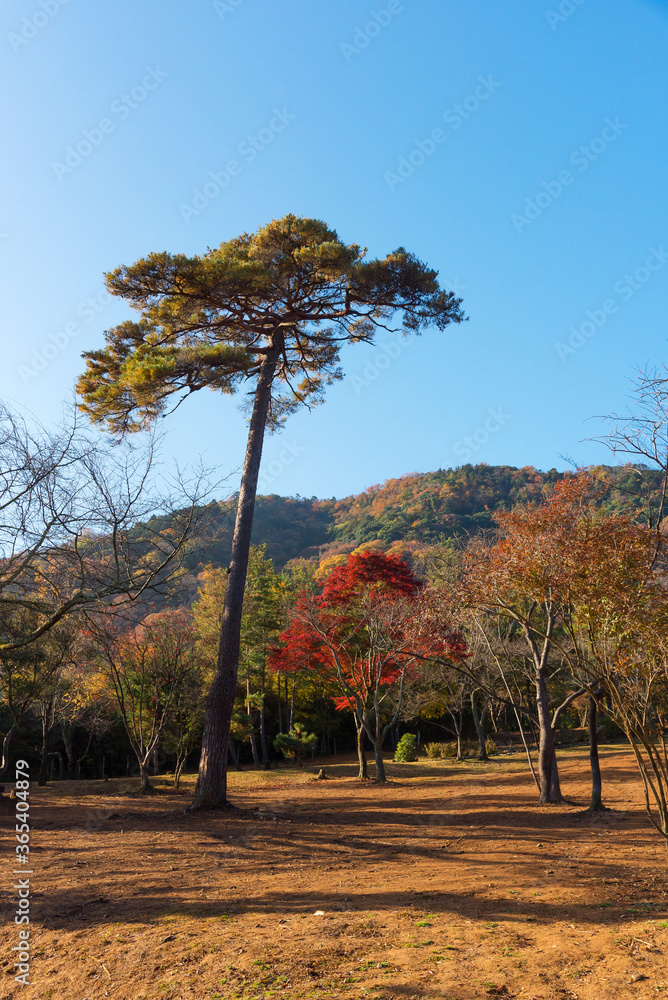 Obraz premium Beautiful nature at Arashiyama in autumn season in Kyoto, Japan. Arashiyama is a one of attraction landmark for tourist in Kyoto.