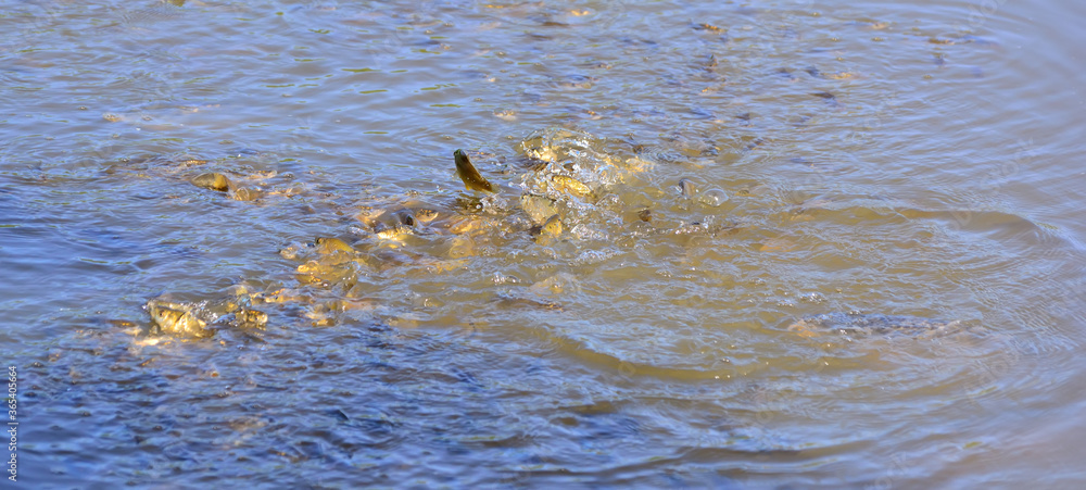 School of fish in the form of a tornado School of fish in the form of a tornado