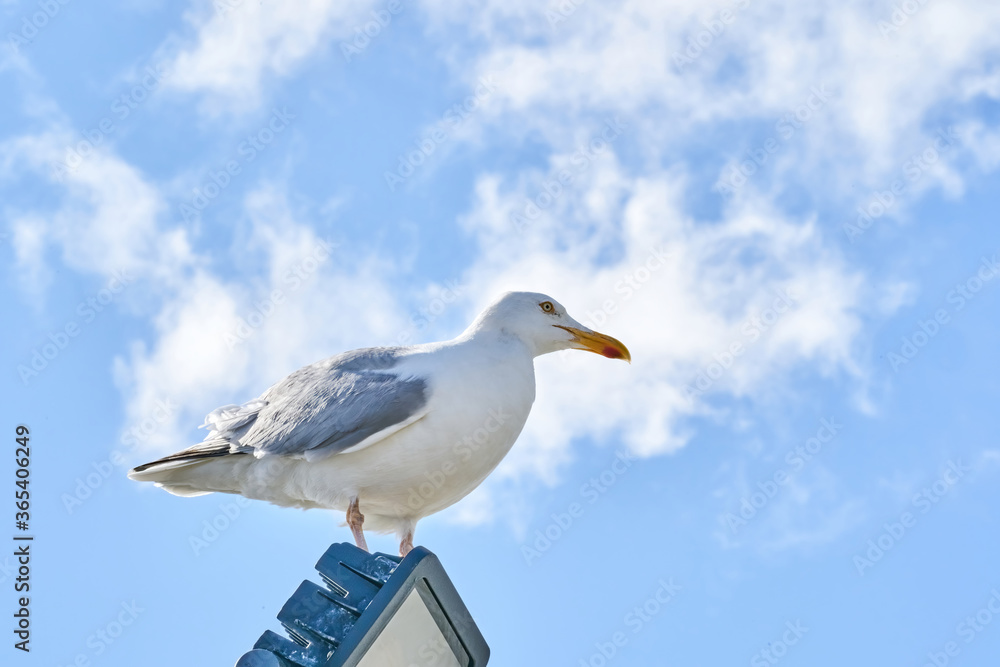 A seagull sits against the blue sky in the sun A seagull sits against the blue sky in the sun