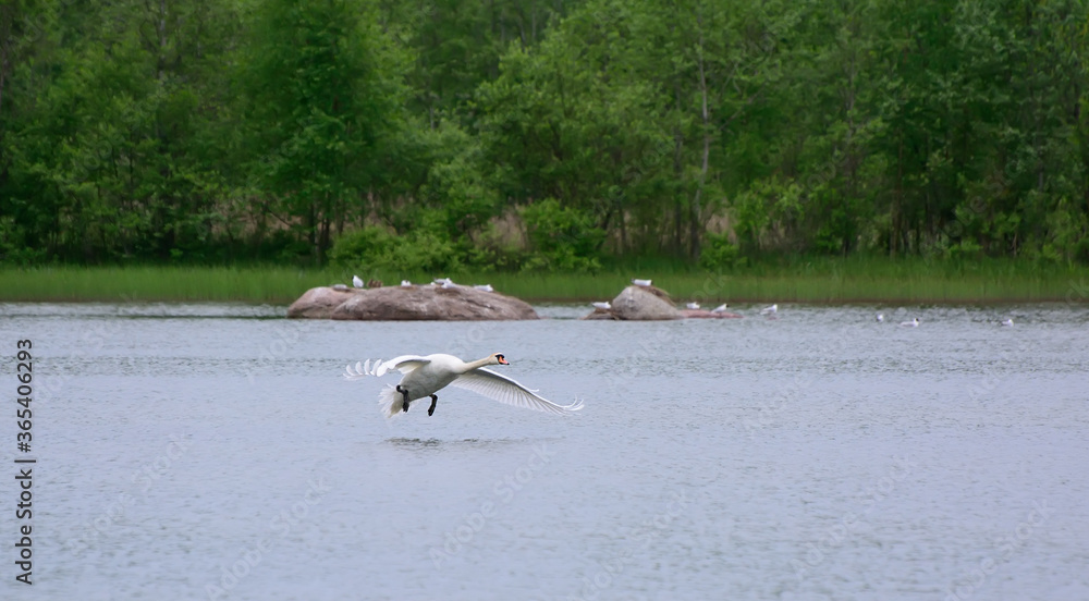 White swans resting on a pond White swans resting on a pond