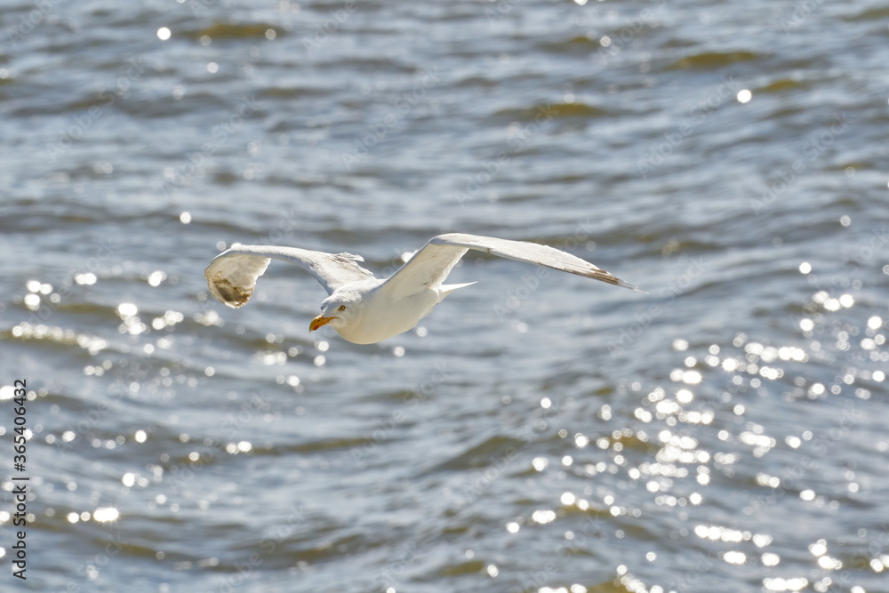 flying seagull against the sea, with the reflection of the sun in the water