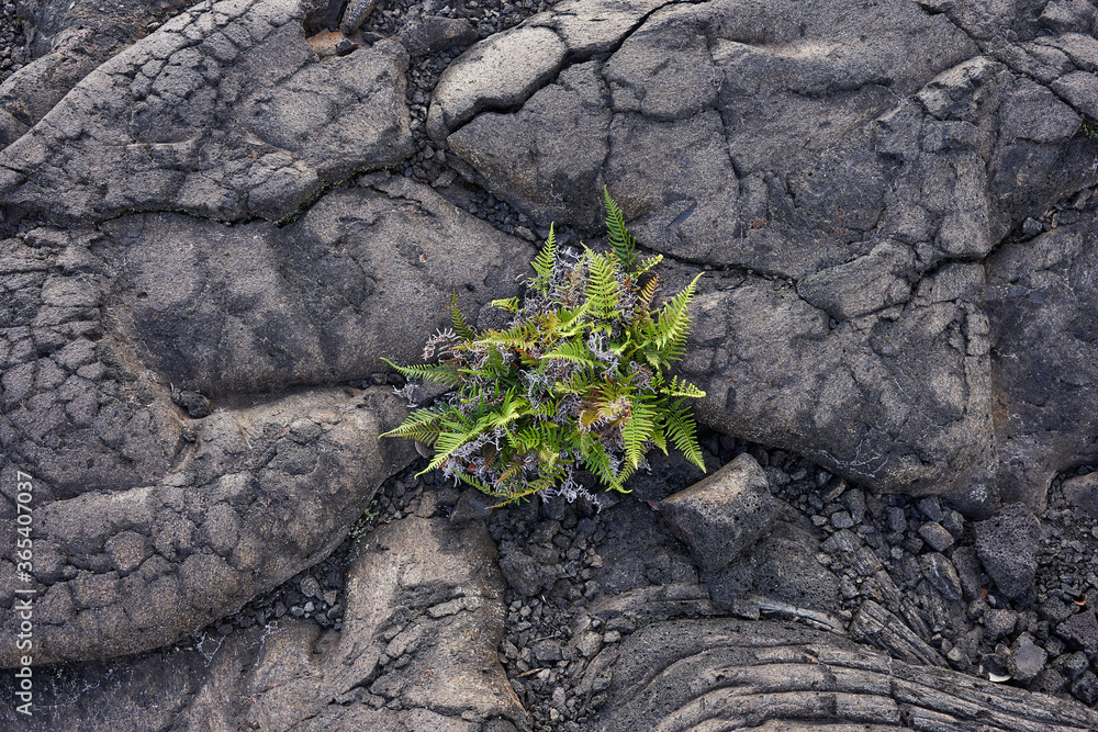 Top view of Kupukupu (Nephrolepis cordifolia), a native Hawaiian fern