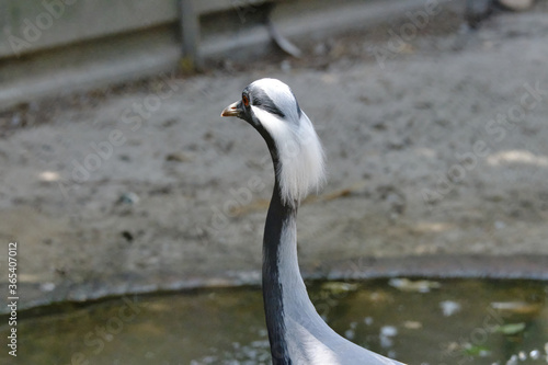 Beautiful head of a grey crane, seen from the back, long white hair at the backside