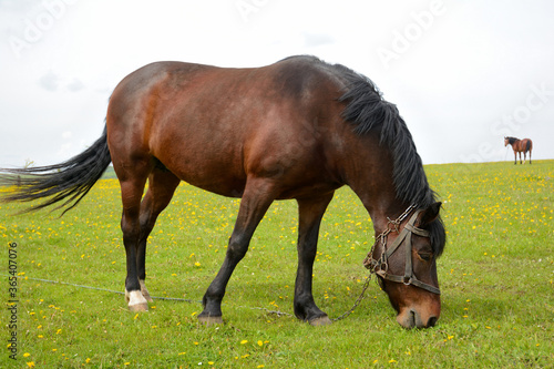 Adult horse in the summer pasture