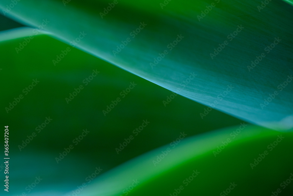 Obraz premium green abstract background