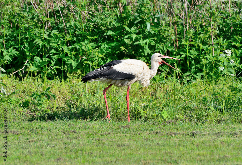 A stork walks through a meadow looking for frogs