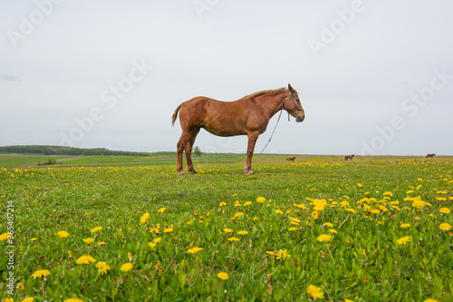 Adult red horse in the pasture