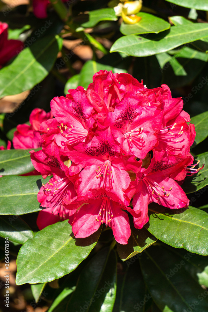 Beautiful red rhododendron flower in the garden. Beautiful red rhododendron flower in the garden.
