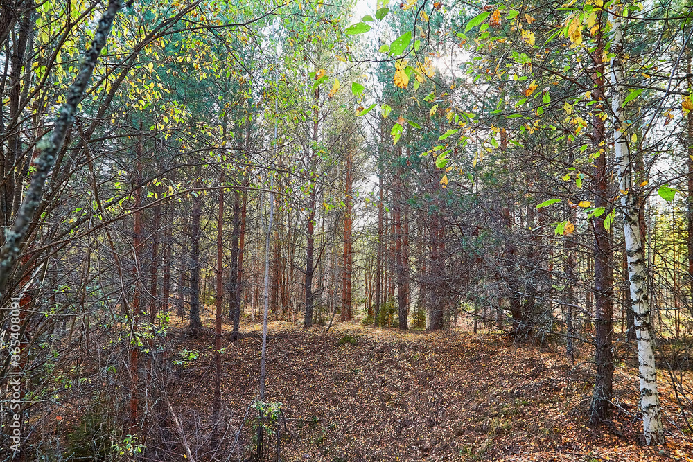 Obraz premium Landscape with forest and trees in it in summer or autumn day.
