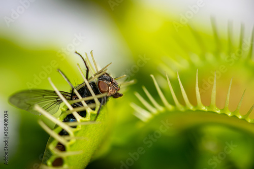 a single common house fly being eaten by a hungry venus fly trap plant 