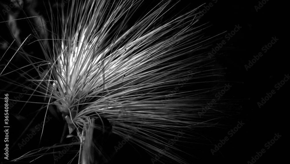 Fototapeta premium Black and White Abstract of a Plant 