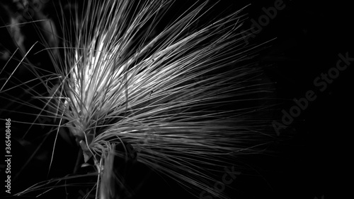 Black and White Abstract of a Plant 