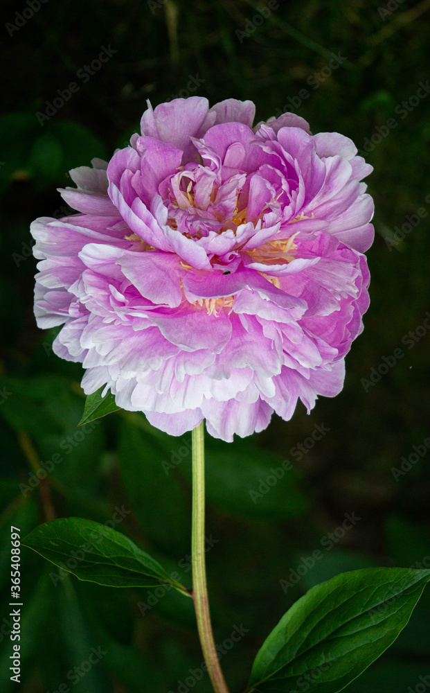 Fototapeta premium Bright pink lilac peony on a dark green bush in the garden .