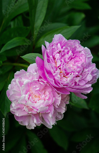 Bright pink lilac peonies on a dark green bush in the garden .