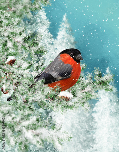 Winter Christmas background, red bullfinch bird sits on snowy branches of spruce, evening, blizzard, snow flies.