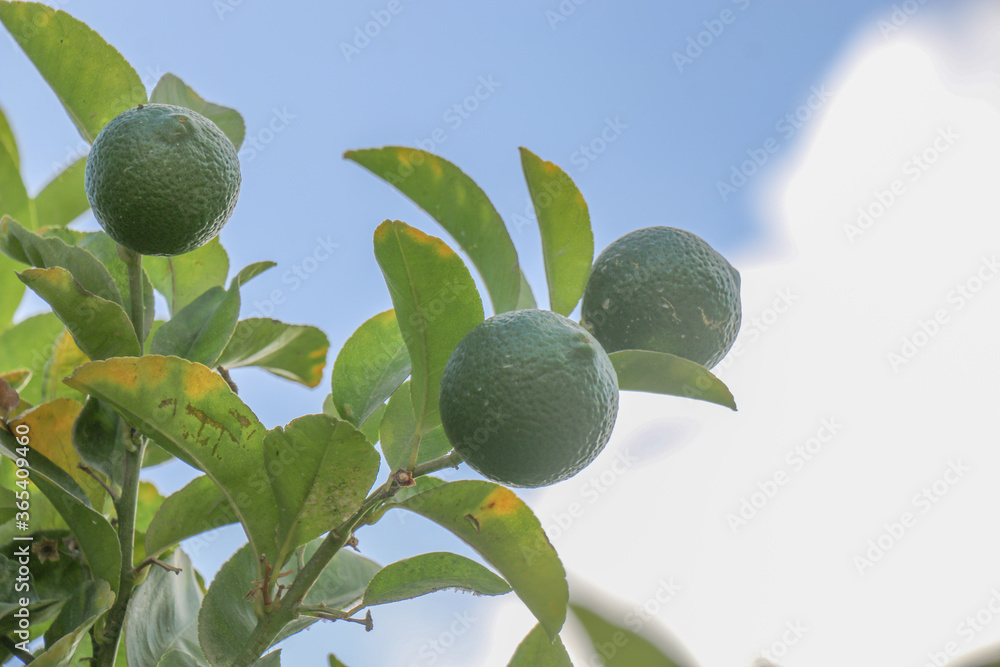 Lemon fruits
