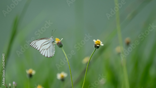 Beautiful white butterfly perched on a yellow grass flower, blurred green background © ArLawKa