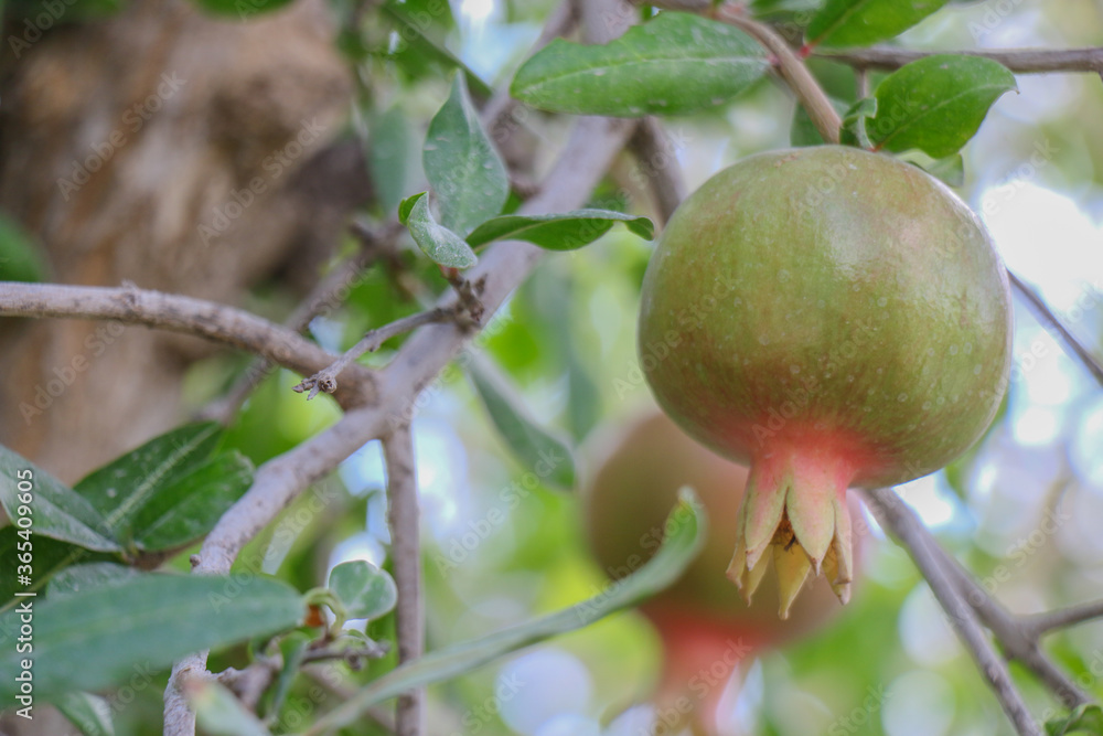 The fruits of pomegranate