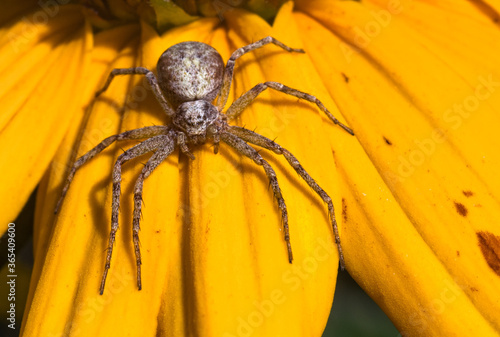 tapeta makro, pająk na żółtym kwiatku