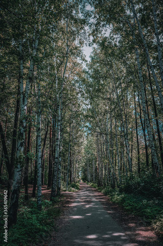 path in the woods © Антон Золотухин