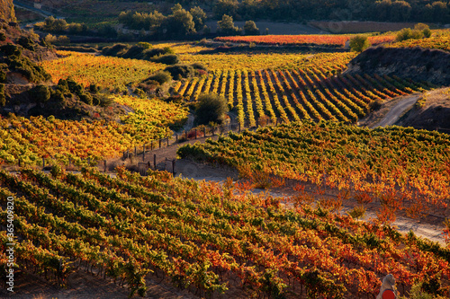 Rioja vineyard. Rows of golden vines in late afternoon sun.