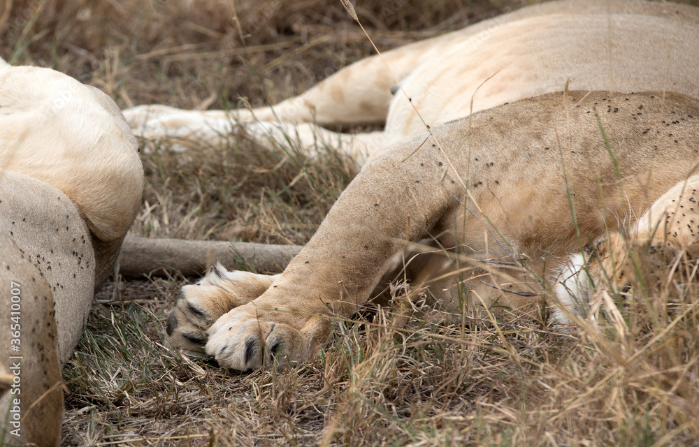 Obraz premium Lions resting in the afternoon heat. Tanzania.