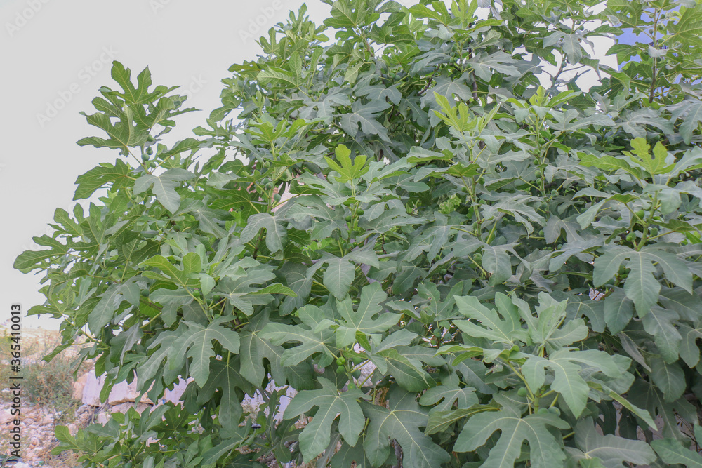 Fig tree leaves