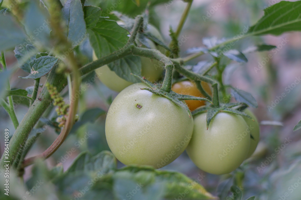 tomato