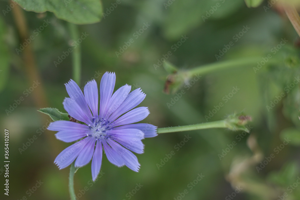 Purple flower