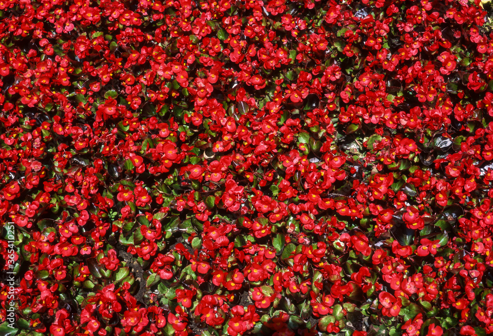 Begonia, bégonia semperflorens Begonia, bégonia semperflorens
