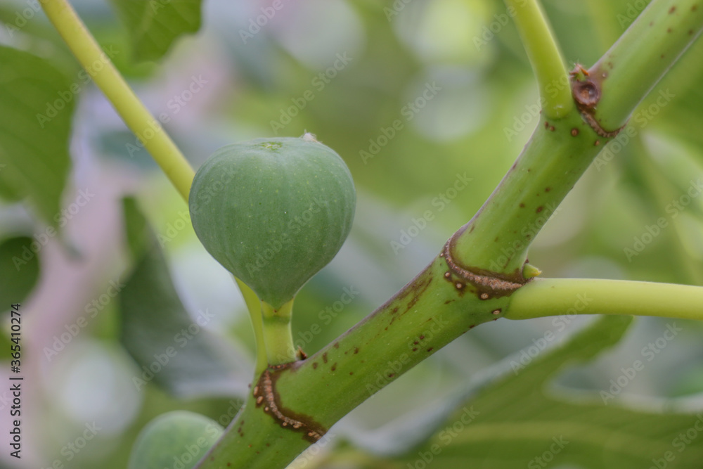 Fruits of a fig tree