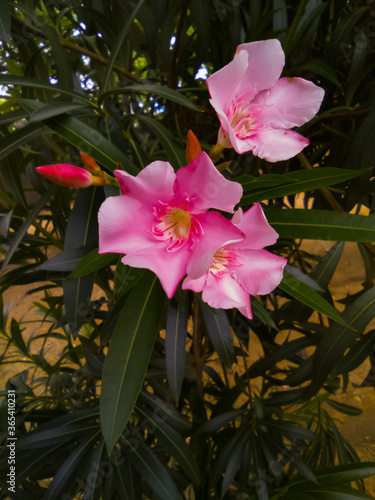 pink flowers in the garden